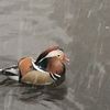 And Now A Brief Moment Of Zen Starring The Mandarin Duck In Snow
